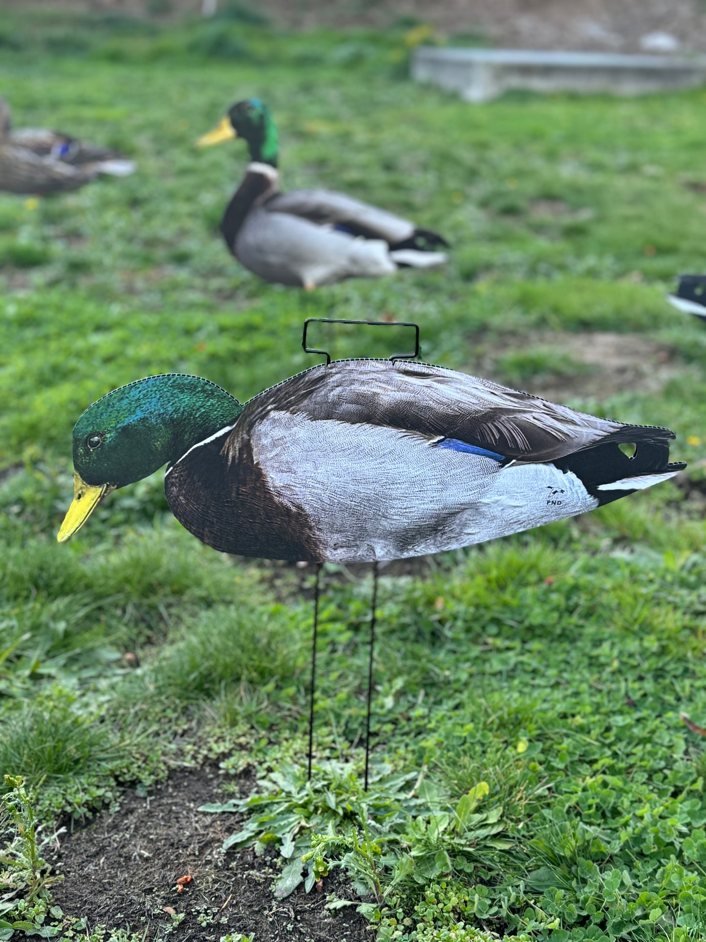 Mallard Silhouettes