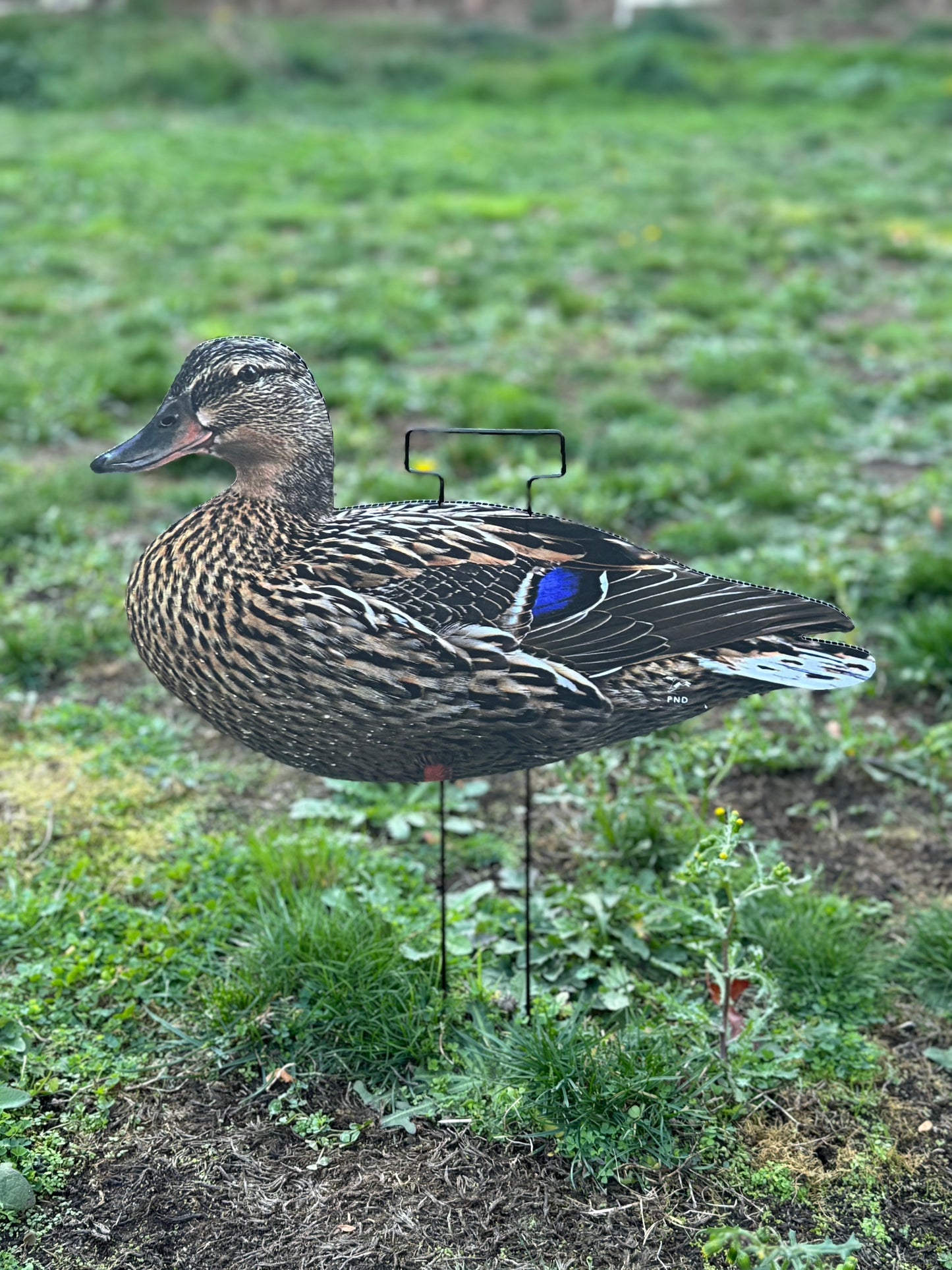 Mallard Silhouettes