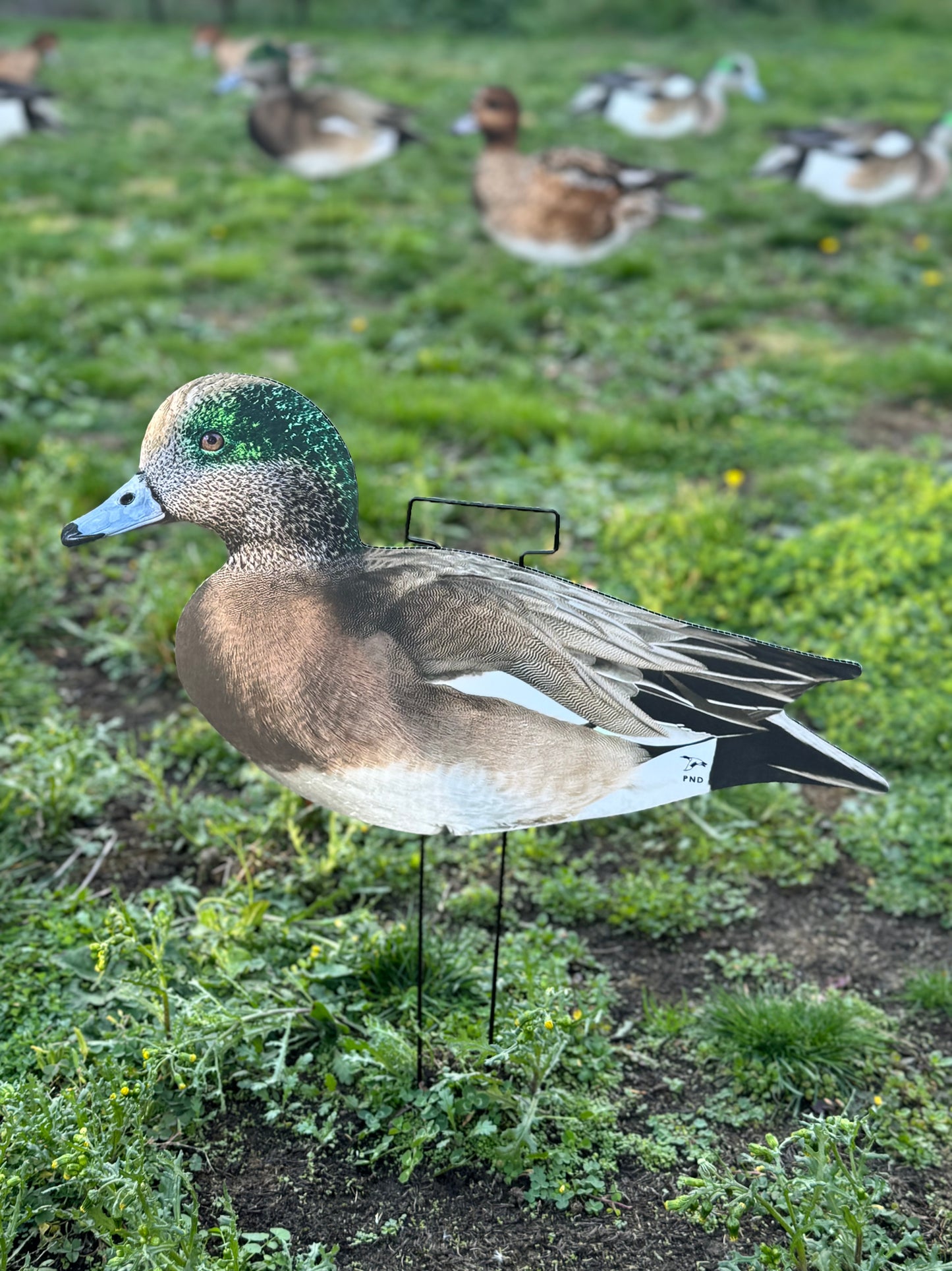 Widgeon Silhouettes