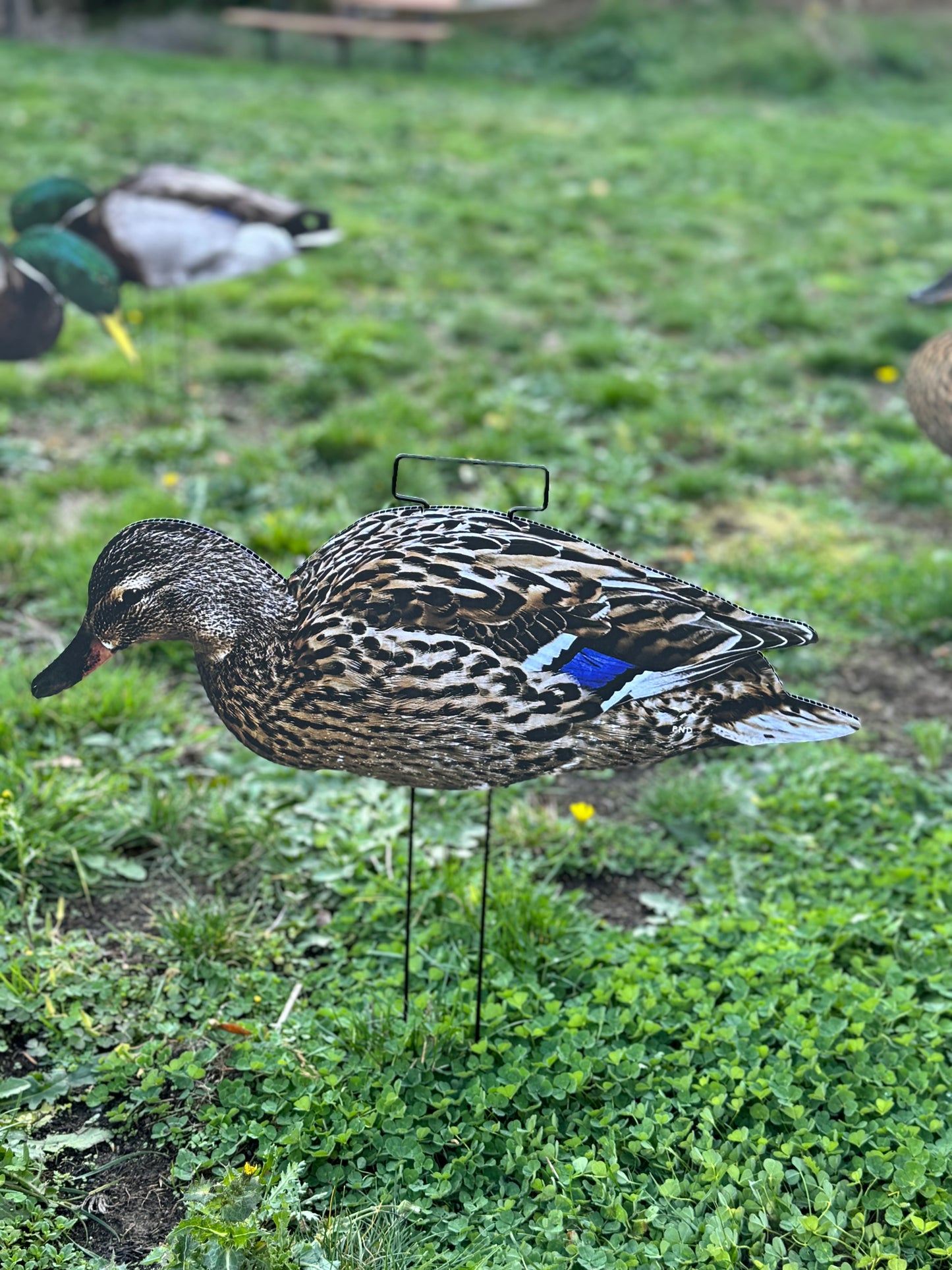 Mallard Silhouettes