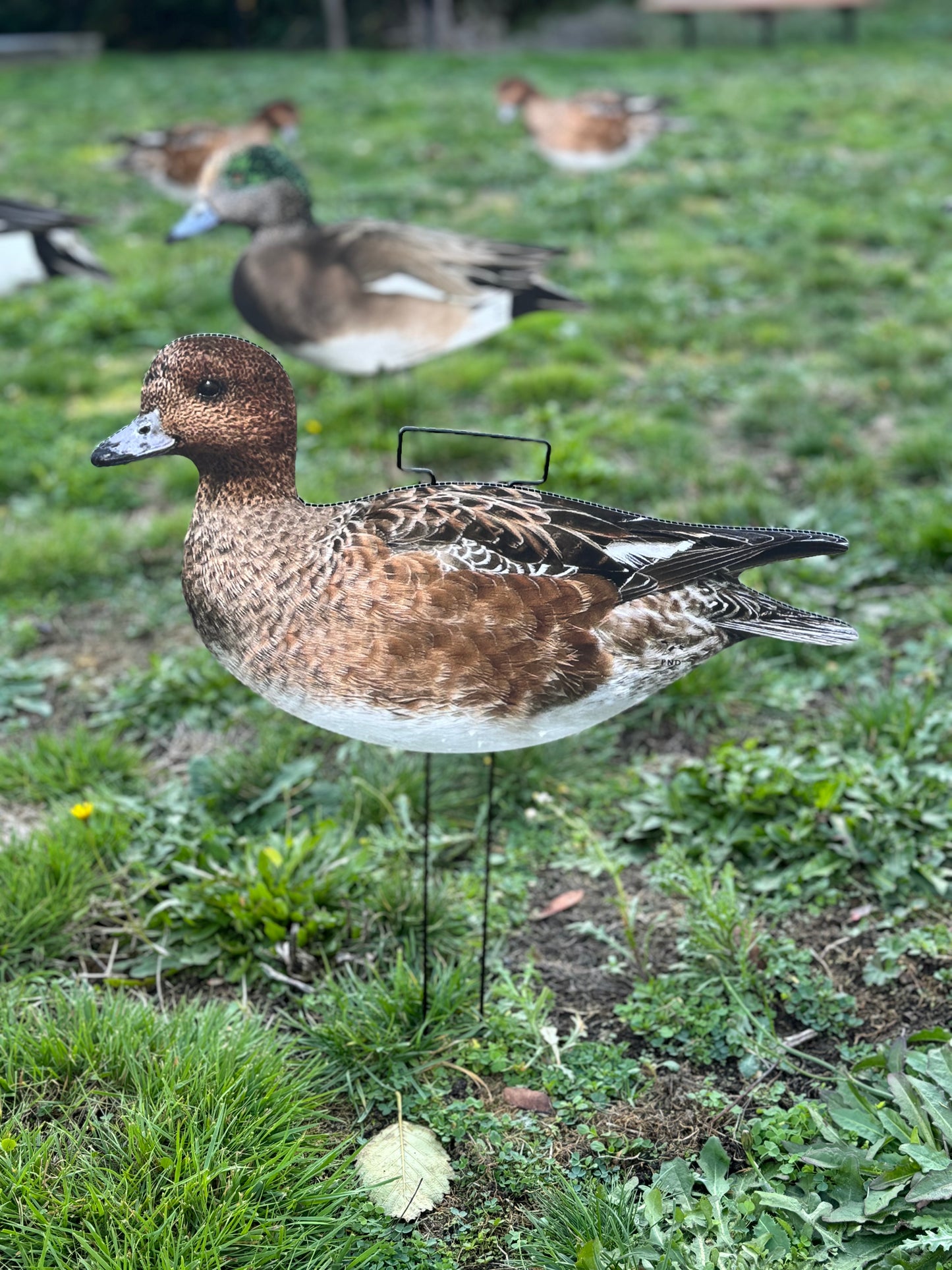 Widgeon Silhouettes